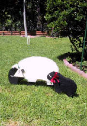 lambs1.jpg